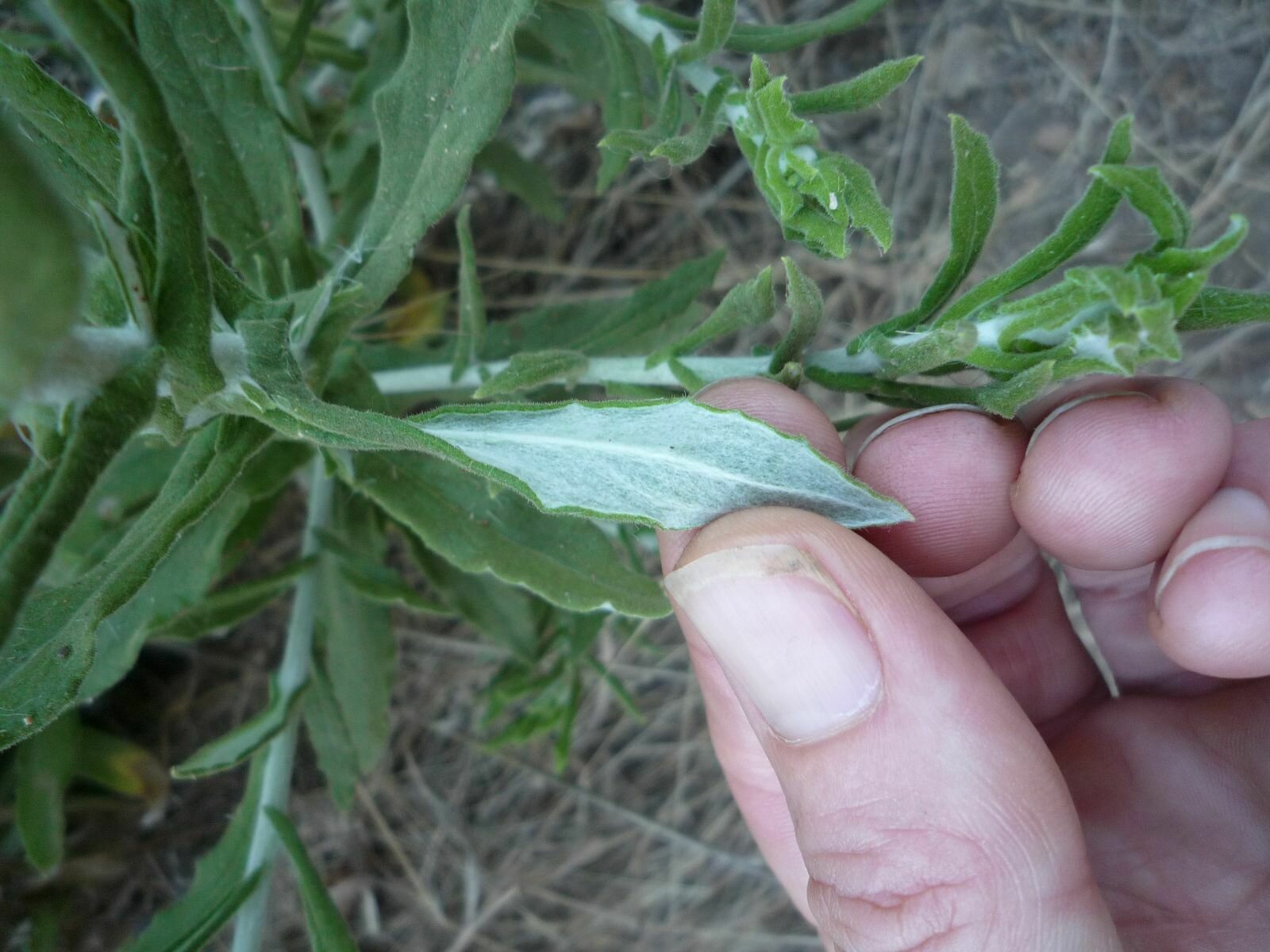 High Resolution Pseudognaphalium biolettii Leaf